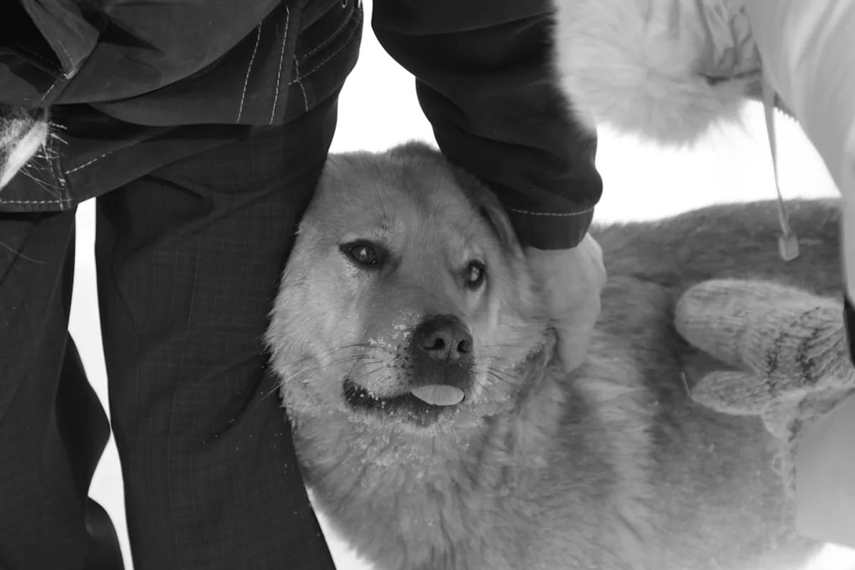 A dog that is standing next to a person