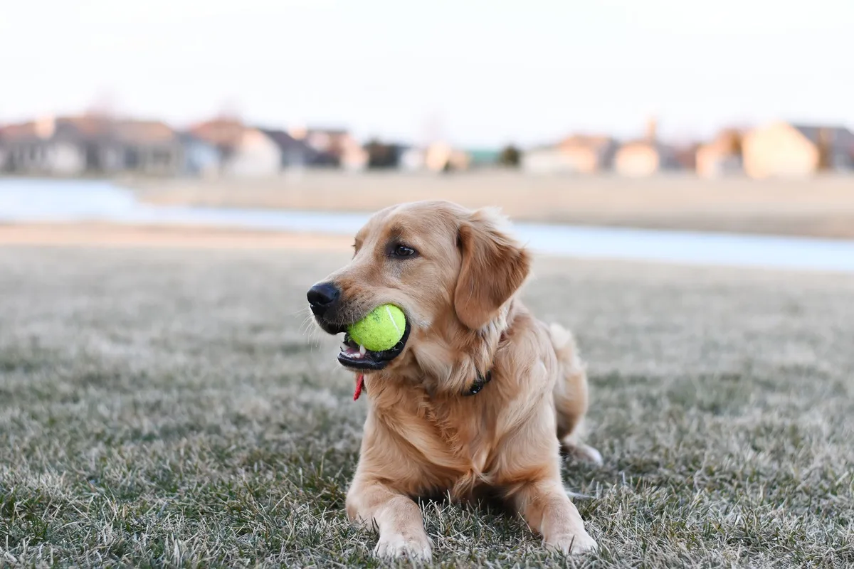 Cute golden retriever playing outdoors with a tennis ball.