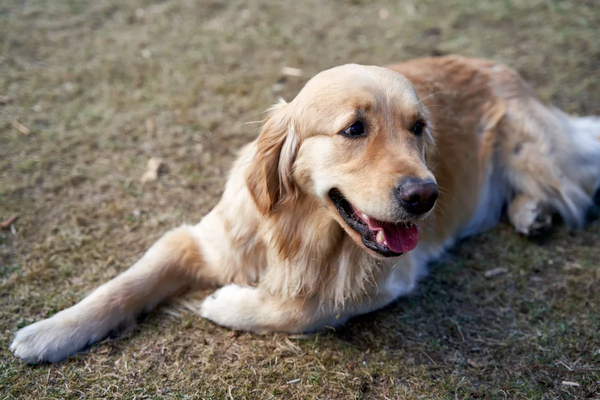 A happy golden retriever relaxing on grass during a bright day outdoors.