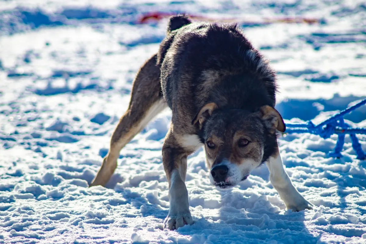a dog is playing in the snow with a frisbee