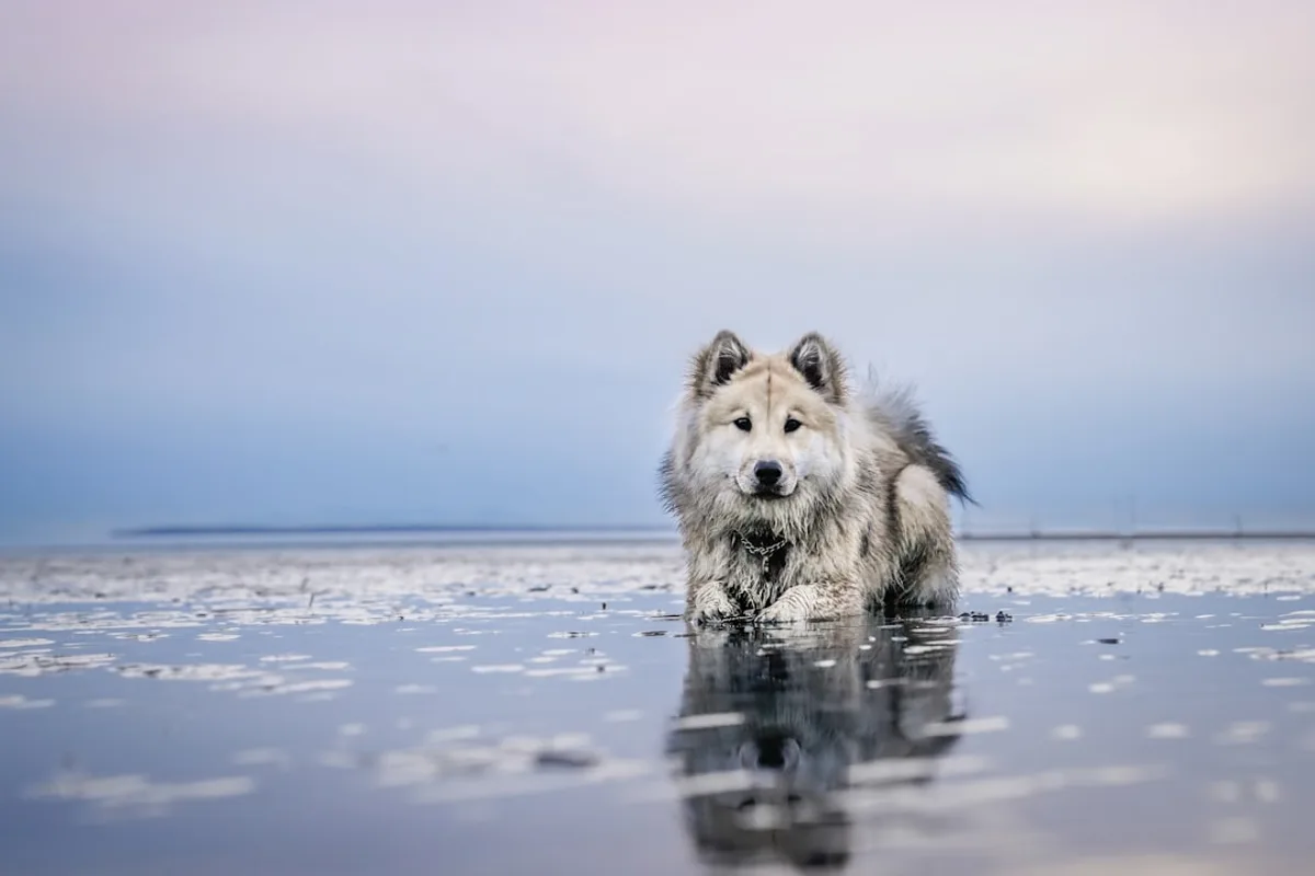 dog on calm body of water