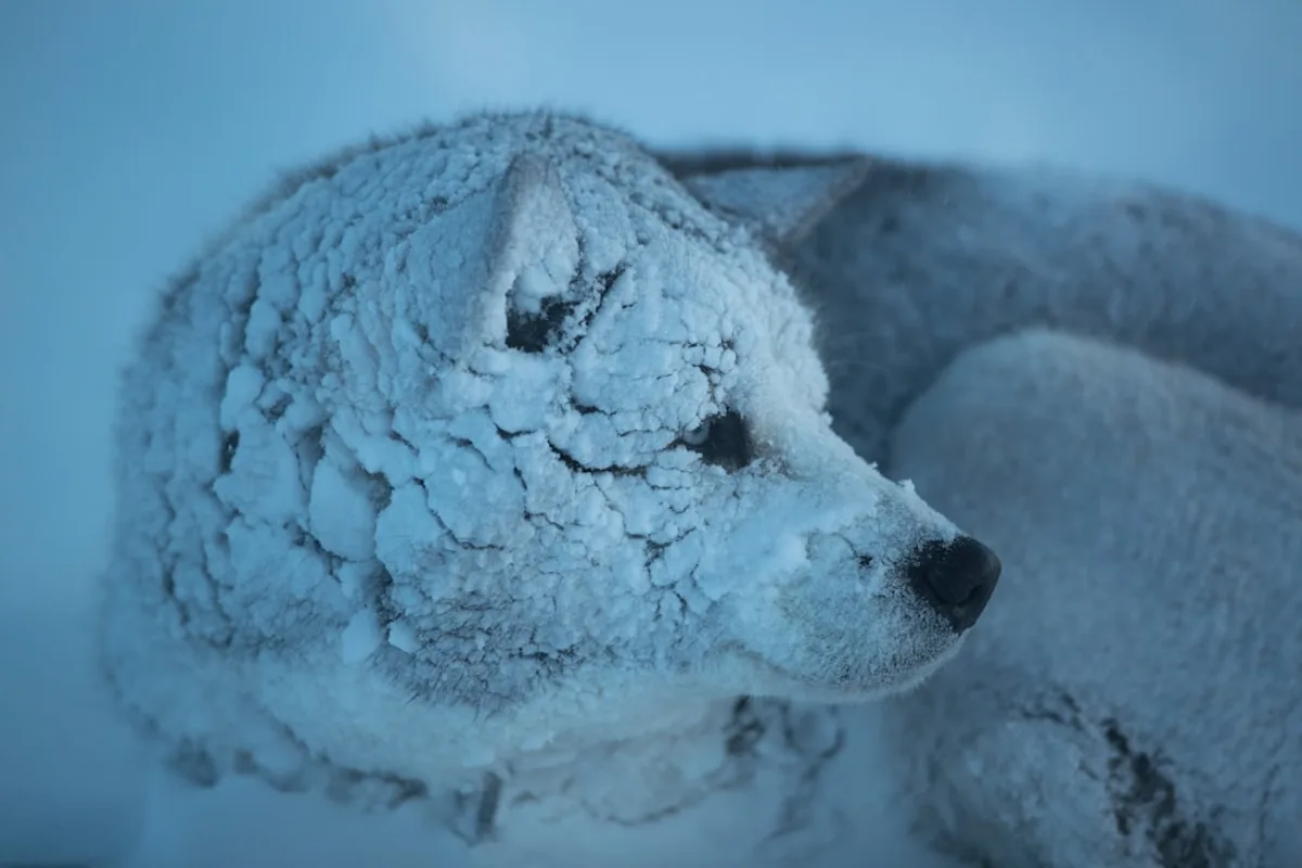 wolf at daytime