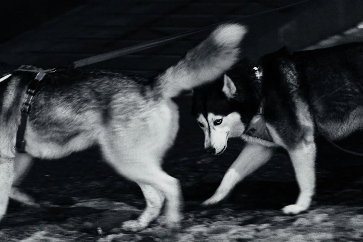 Two huskies interacting in a close-up view