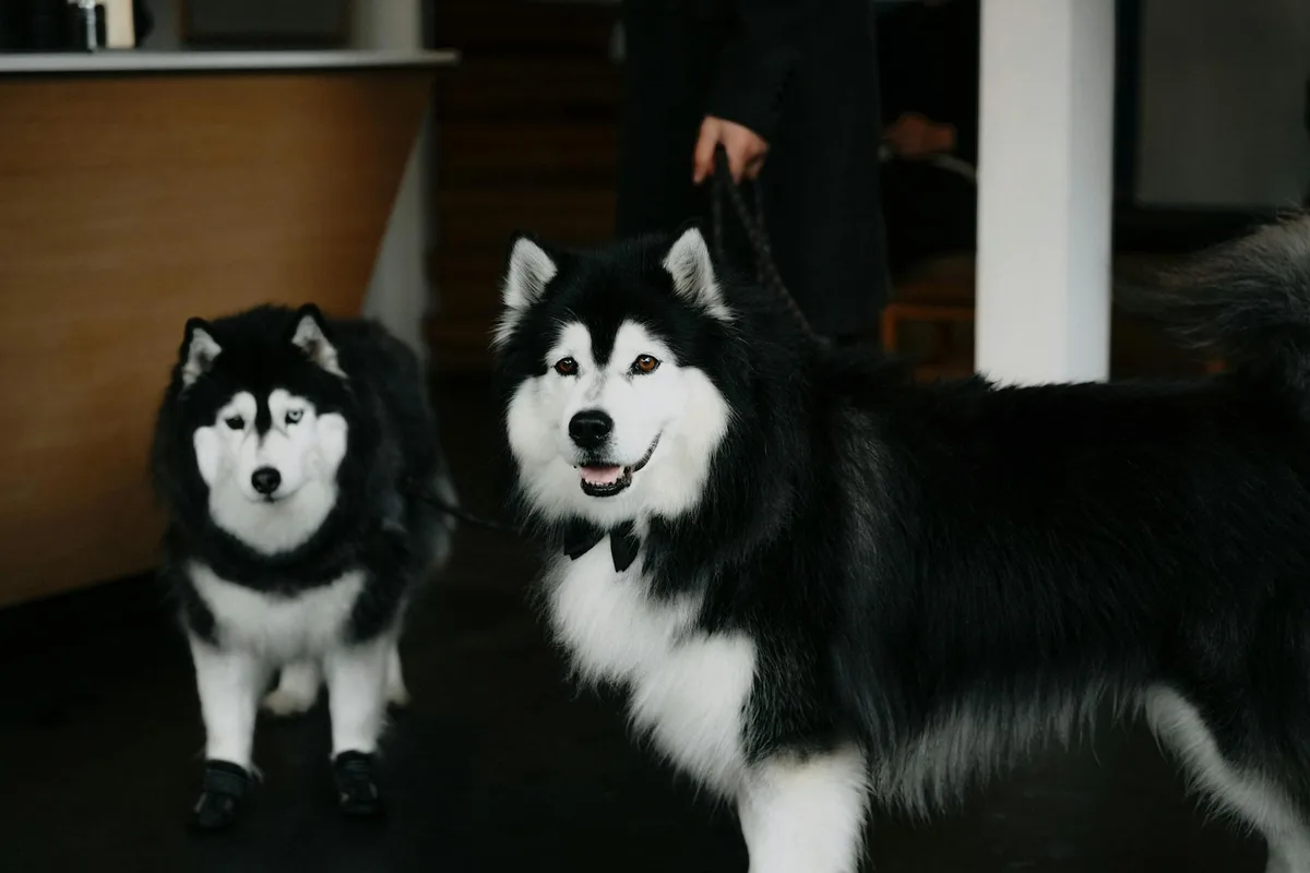 Two Siberian Huskies in an indoor setting in Amsterdam, showcasing elegance and companionship.