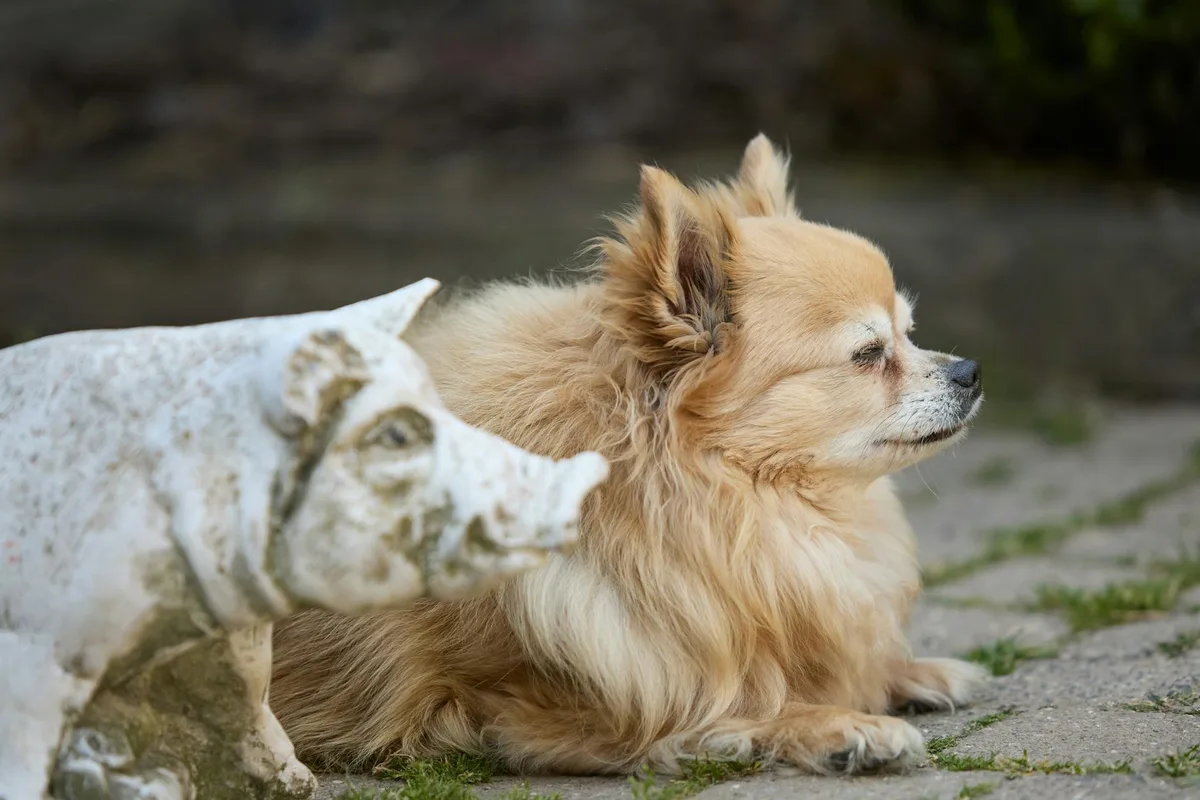 A fluffy chihuahua resting outdoors beside a weathered pig statue on a garden pathway.