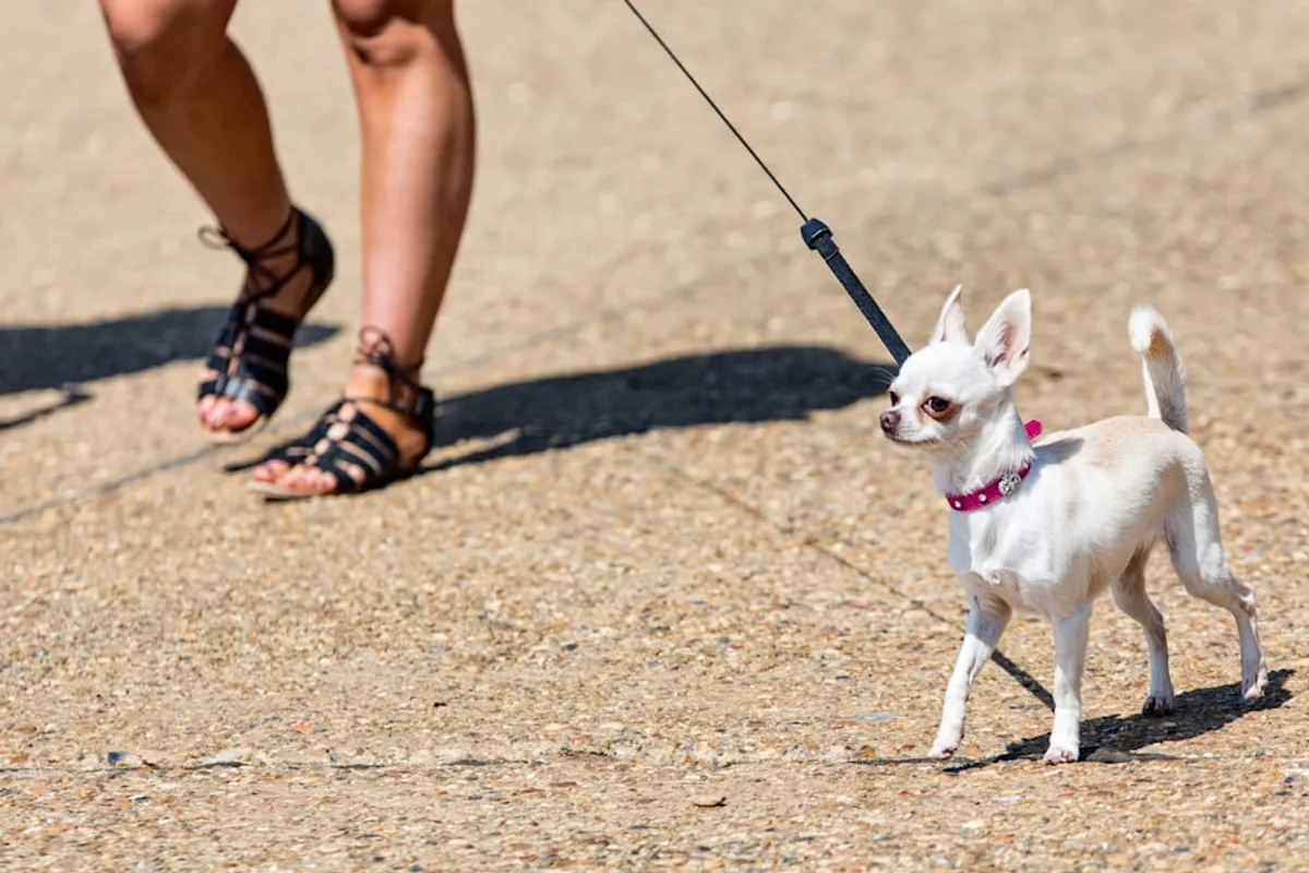 white chihuahua on brown sand during daytime