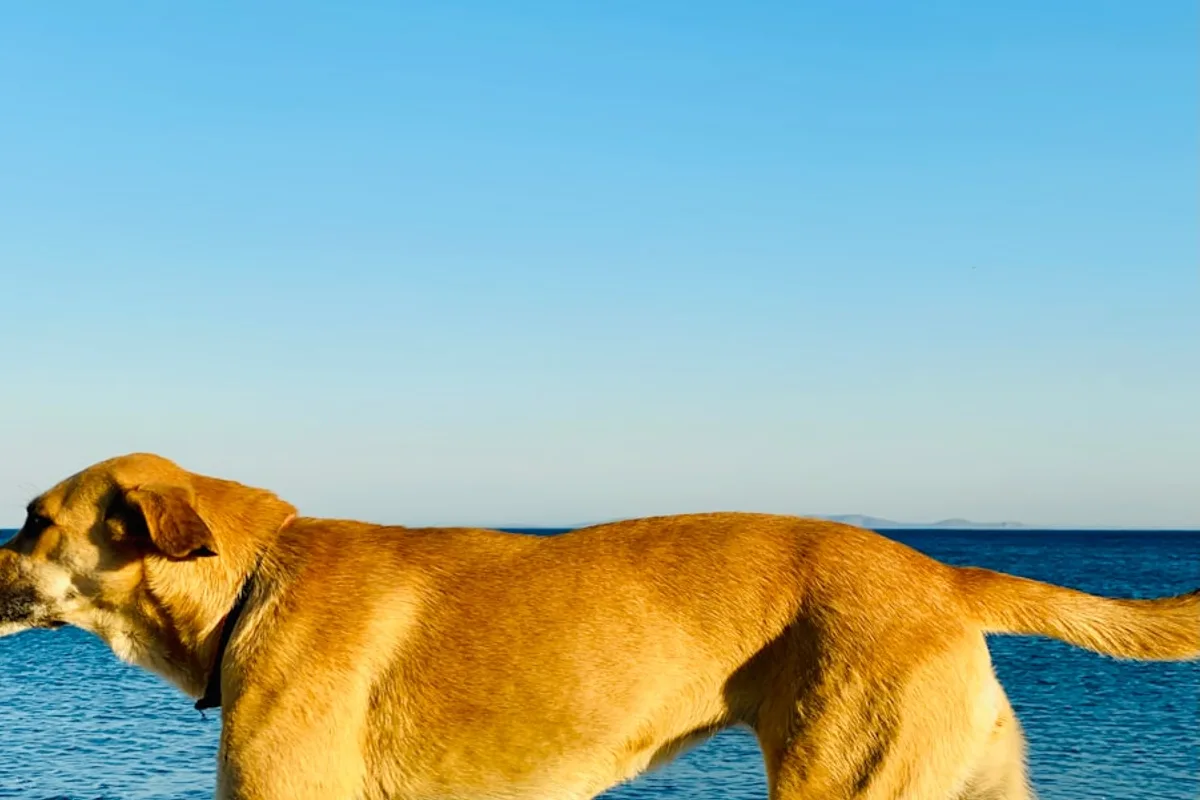 a dog standing in the water
