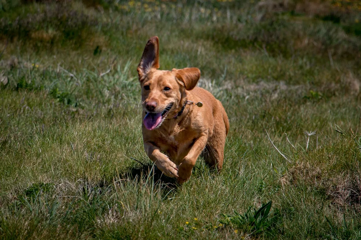 brown short coated dog on green grass field during daytime