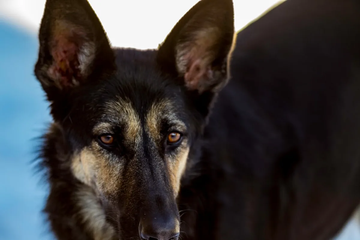 adult black and tan German shepherd on focus photography