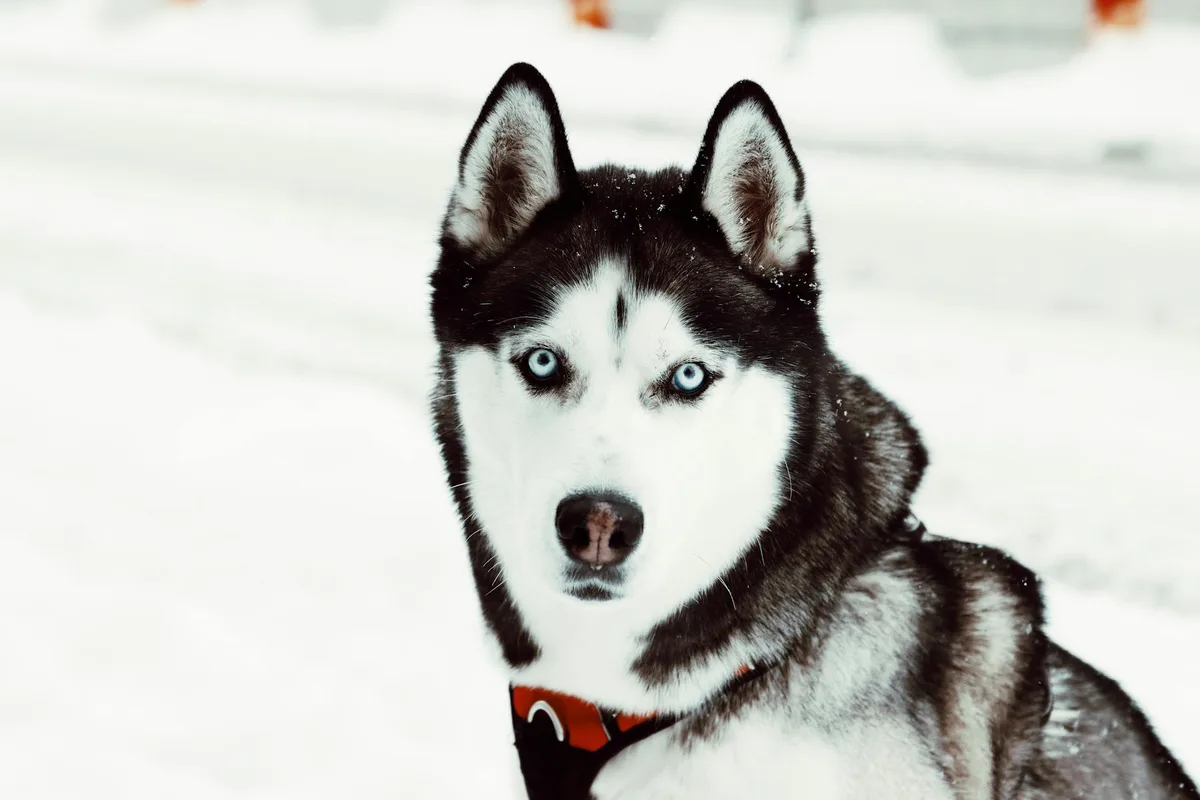 A beautiful Siberian Husky with blue eyes posing in a snowy winter scene in Sweden.