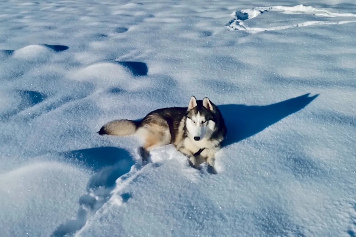a husky dog is walking through the snow