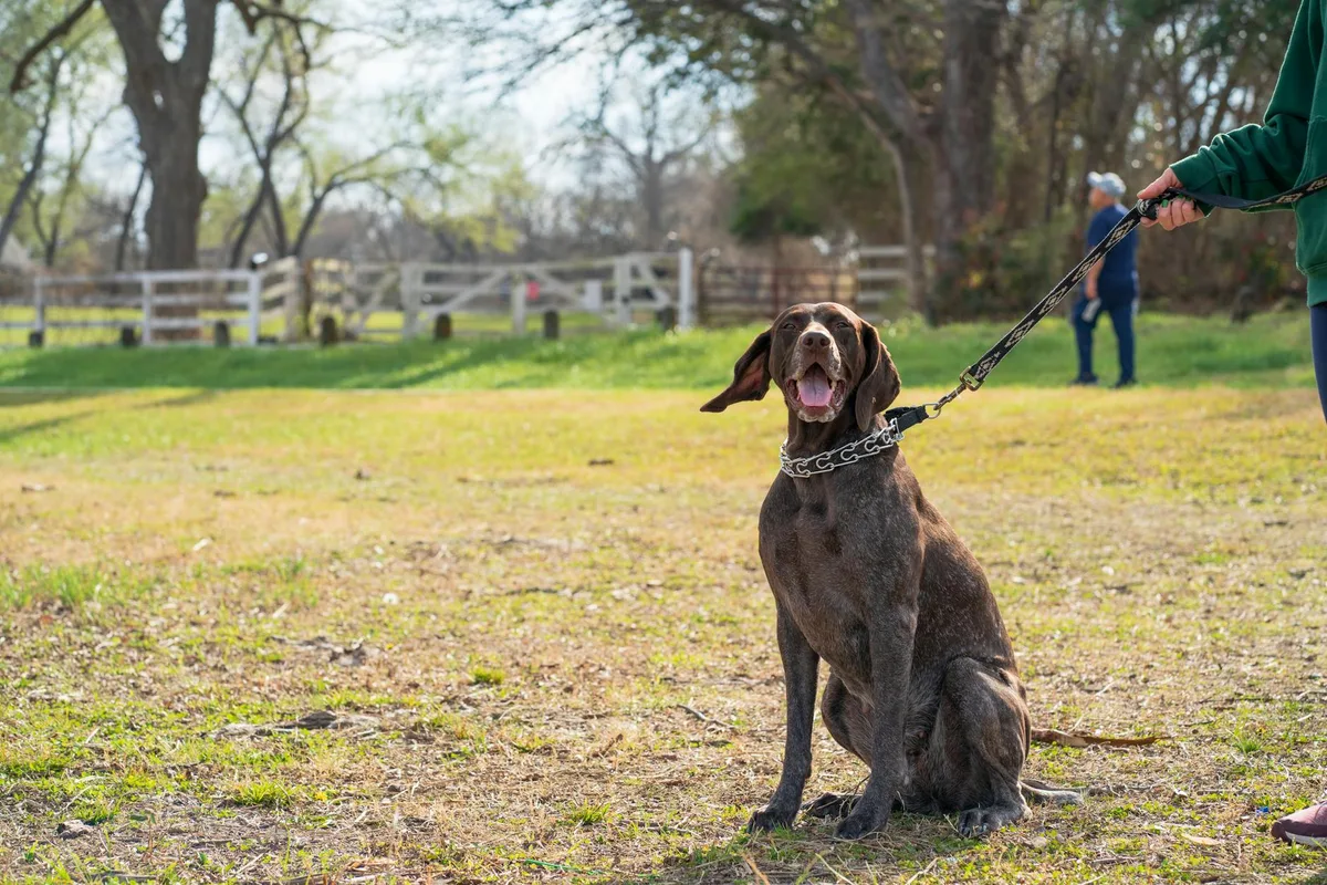 A leashed dog sitting attentively on grass in a sunlit park with its owner.