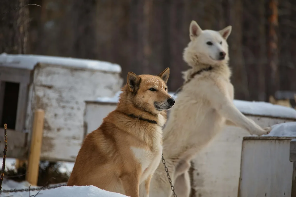 Two Siberian huskies in a snowy outdoor setting, showcasing their winter coats and vibrant energy.