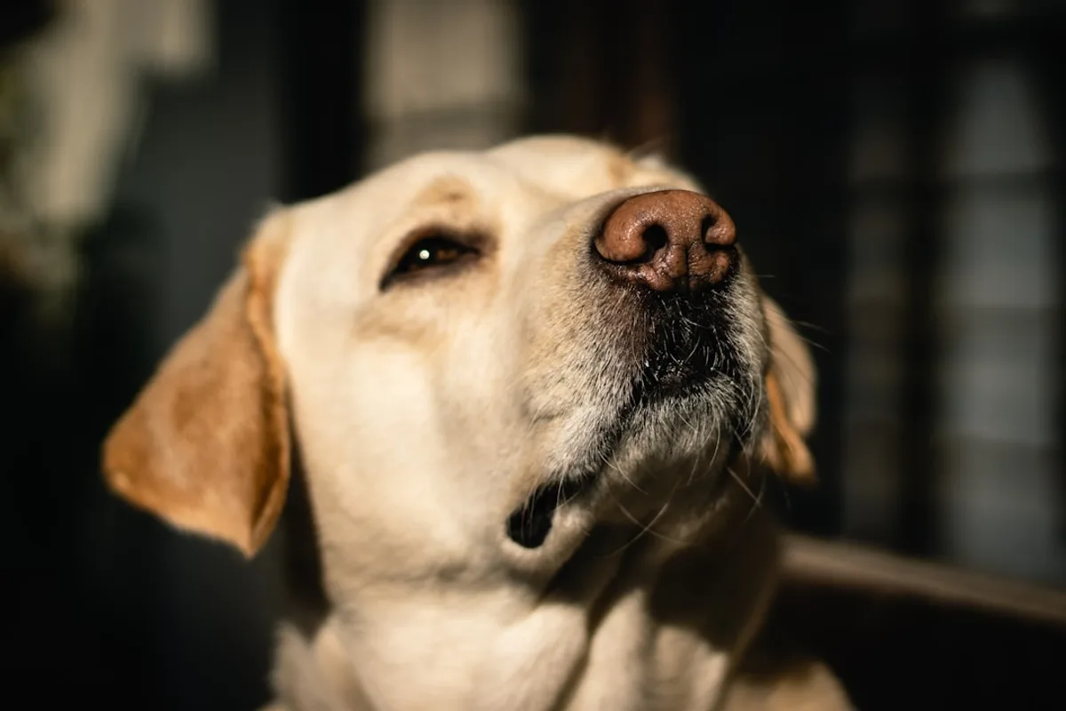 a close up of a dog's face and nose