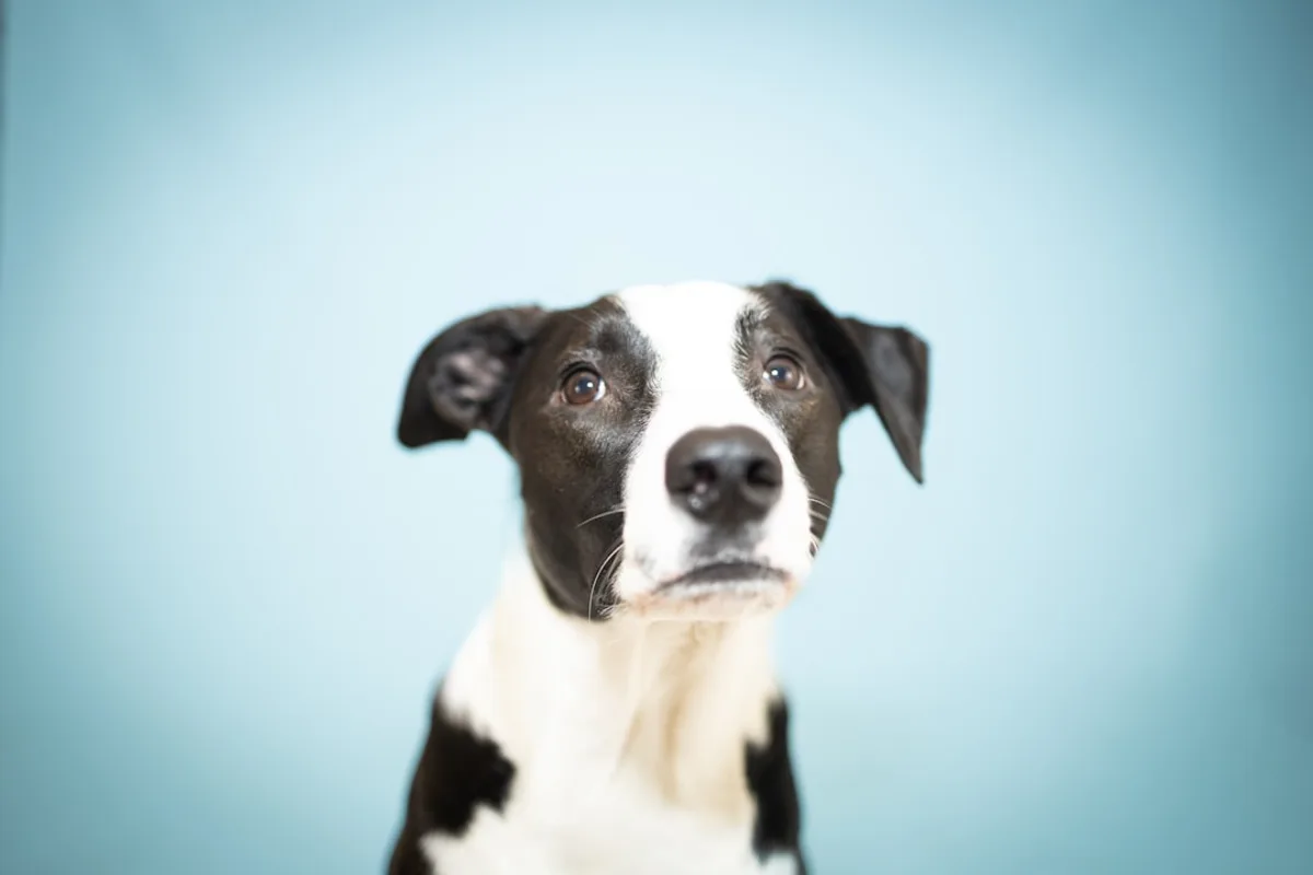 A cute dog looks up at the camera.