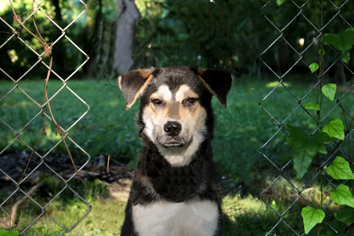 black and white short coated dog on green grass field