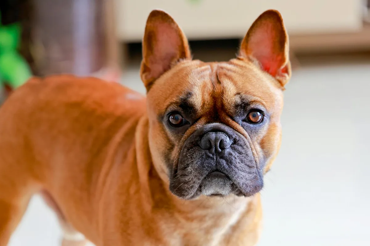 Detailed portrait of a French Bulldog with expressive eyes indoors in China.