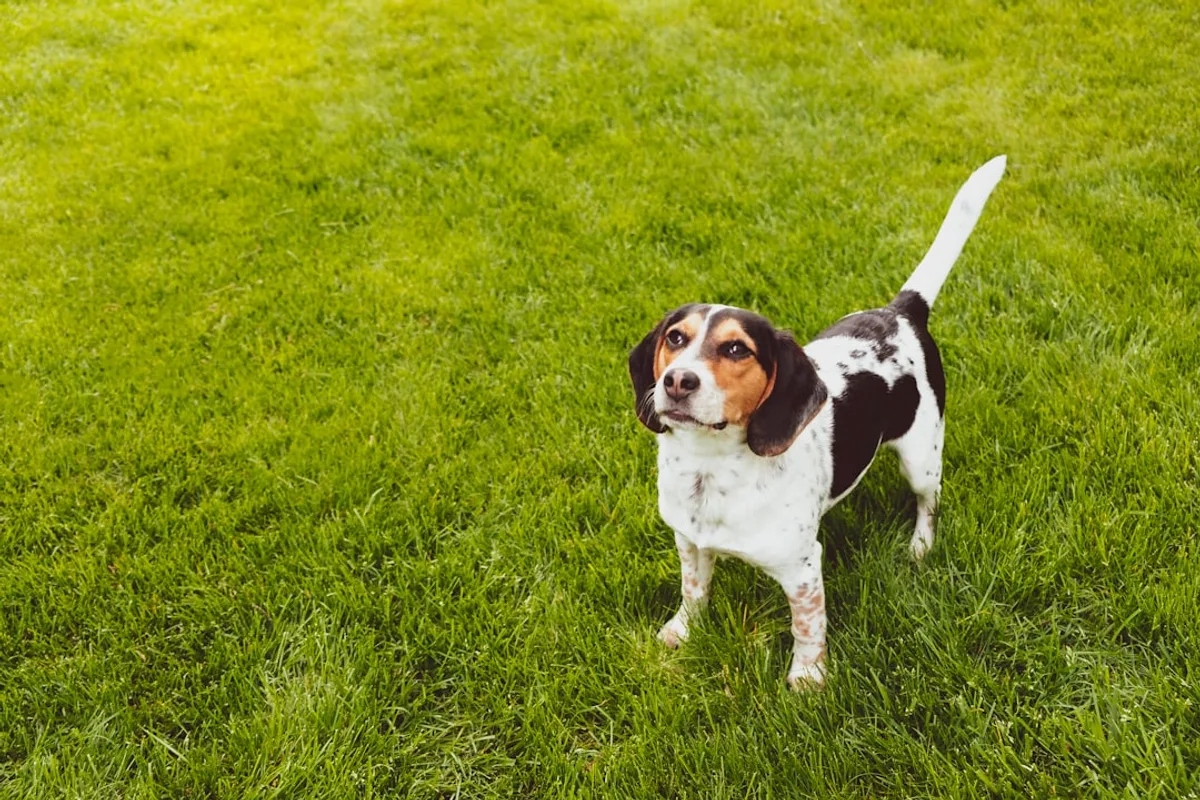 short-coated white and brown dog