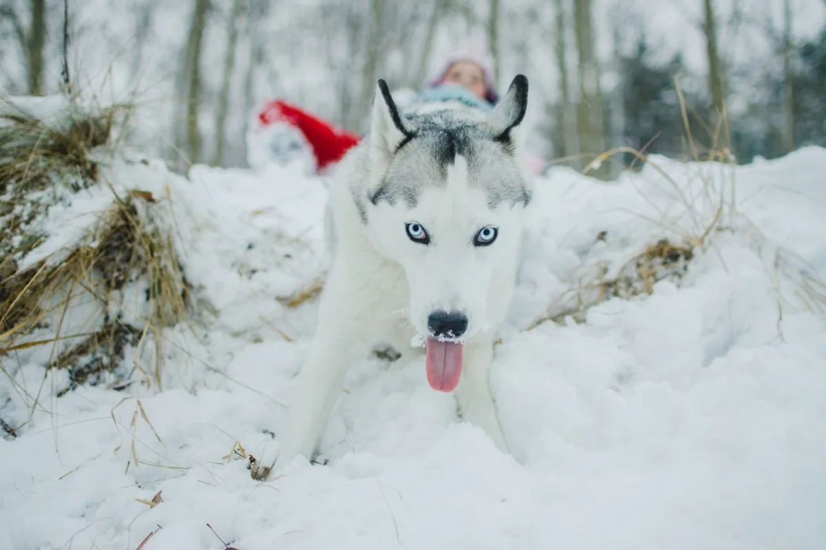 white and black siberian husky on snow covered ground during daytime