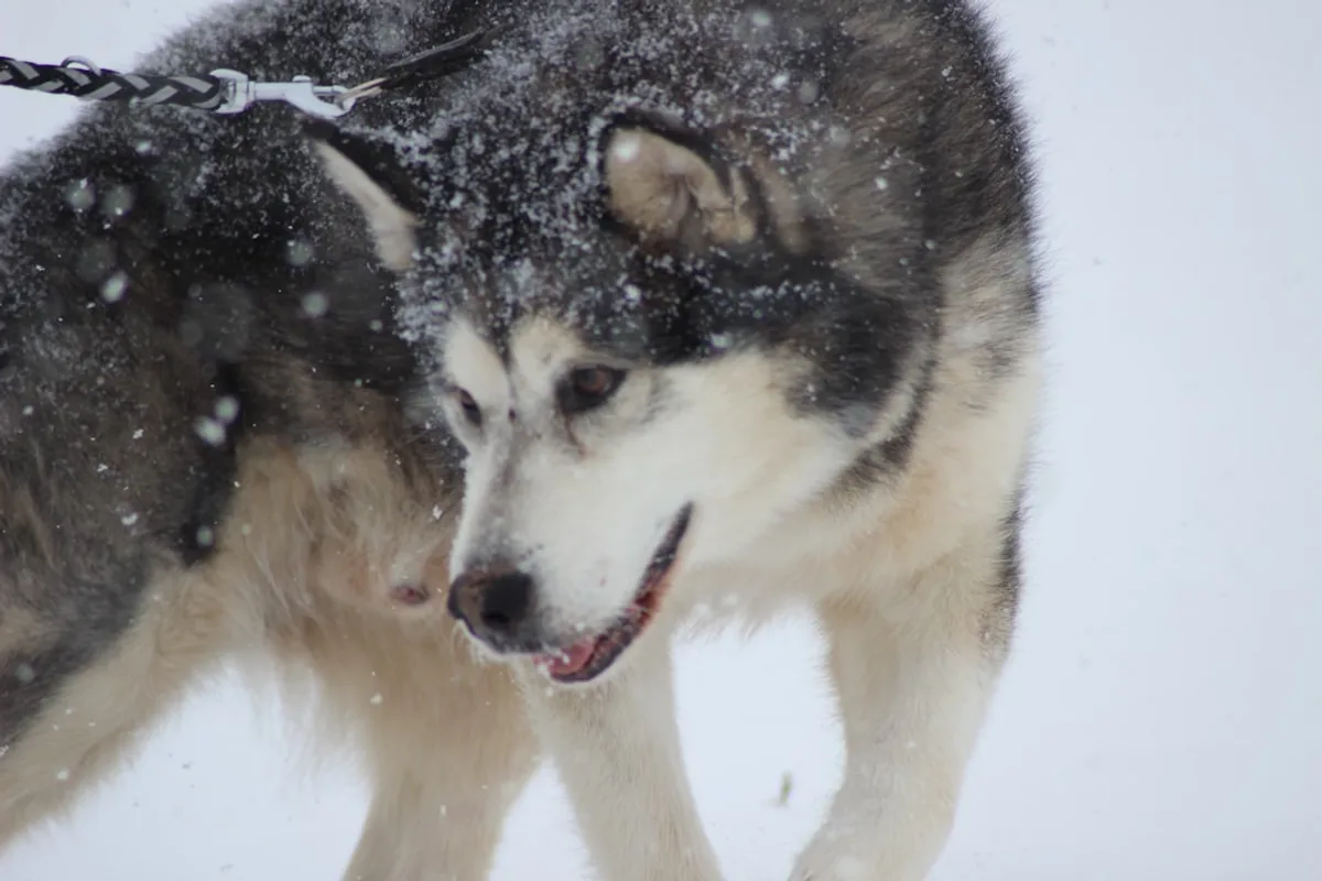 black and white wolf