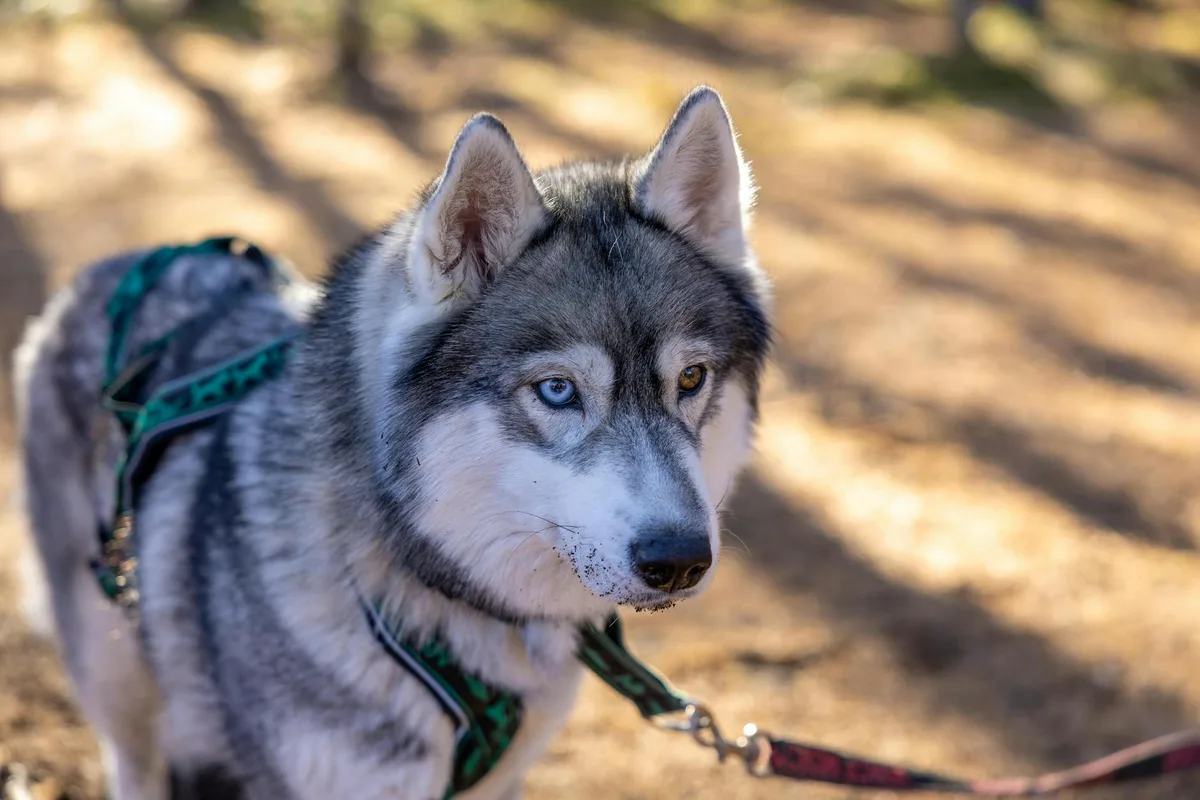 Close-up of a Siberian Husky wearing a harness, captured outdoors in autumn.