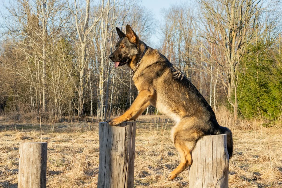 German shepherd dog balances on wooden posts outdoors