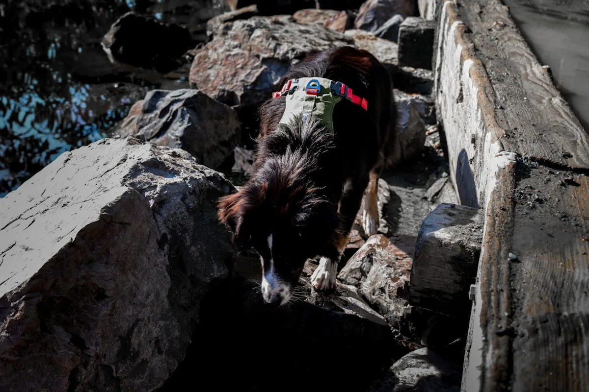 a dog standing on a rock
