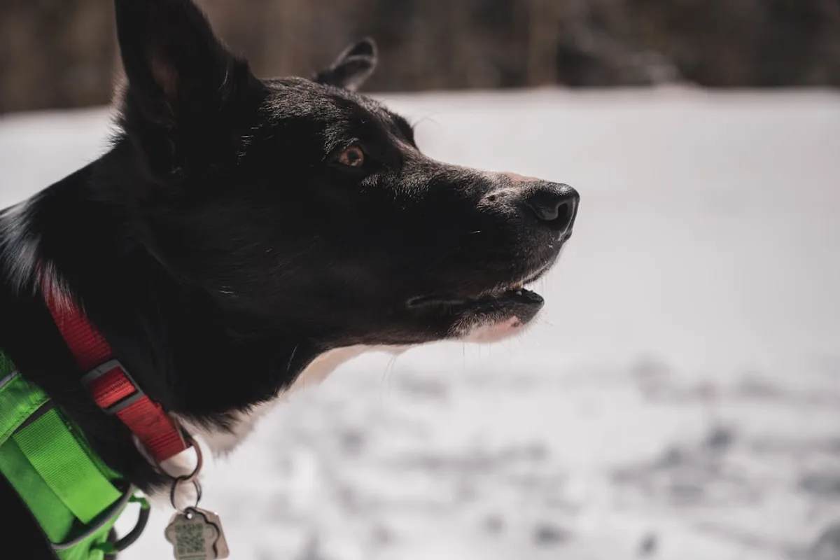 black and brown short coated dog on snow covered ground during daytime