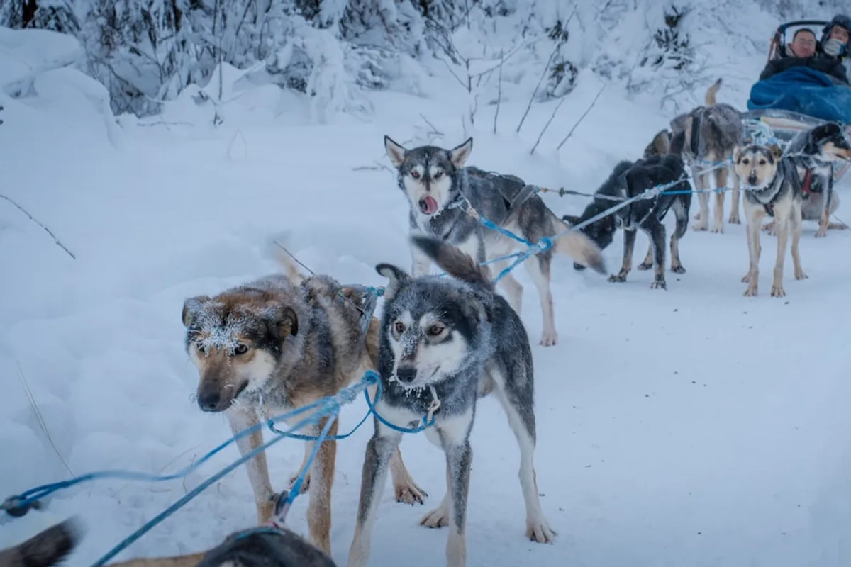 a group of dogs pulling a person on a sled