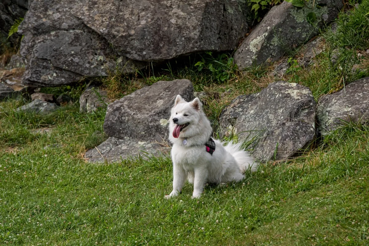 a dog sitting in the grass