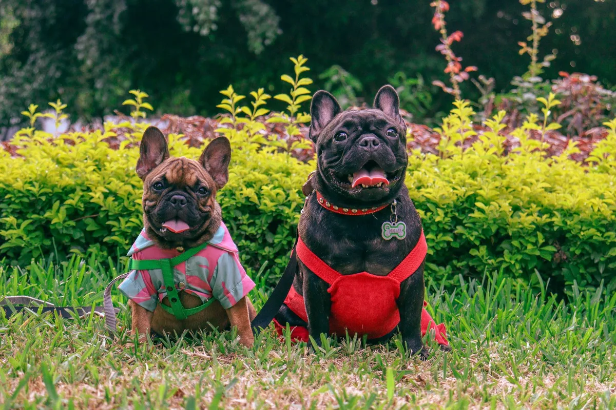 Two French Bulldogs in vibrant outfits enjoying the outdoors on a grassy lawn.