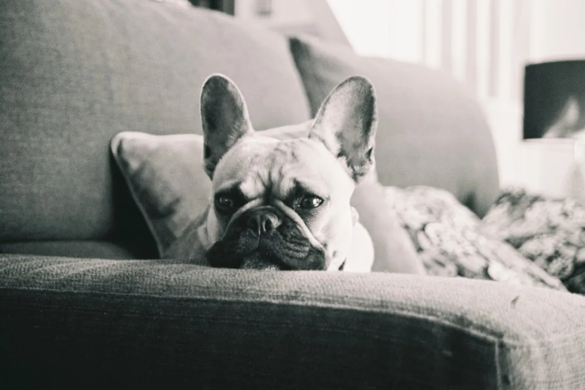 a dog lying on a couch