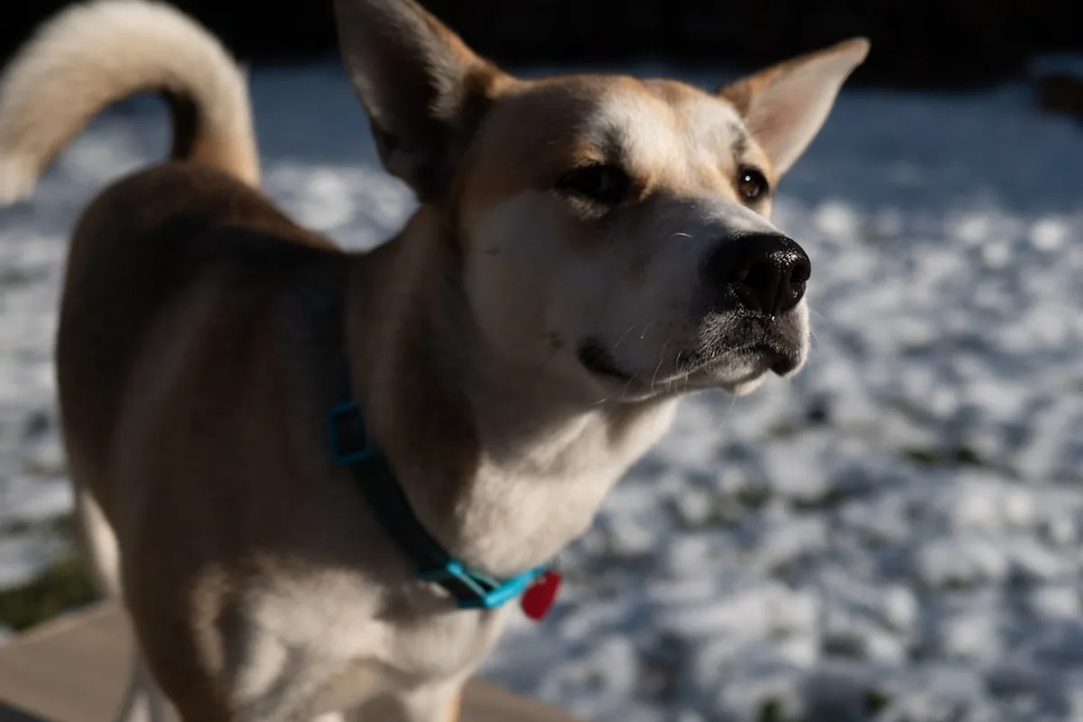 brown and white short coated dog with blue collar