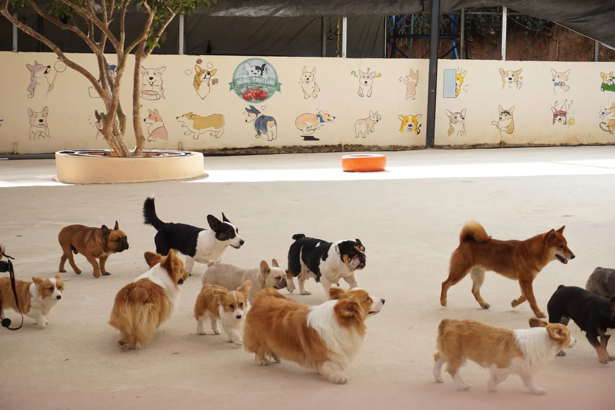 A diverse group of dogs enjoying playtime outdoors at a pet daycare facility.