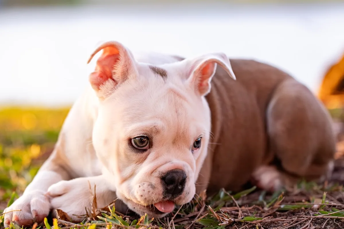 A cute puppy lying on grass outdoors