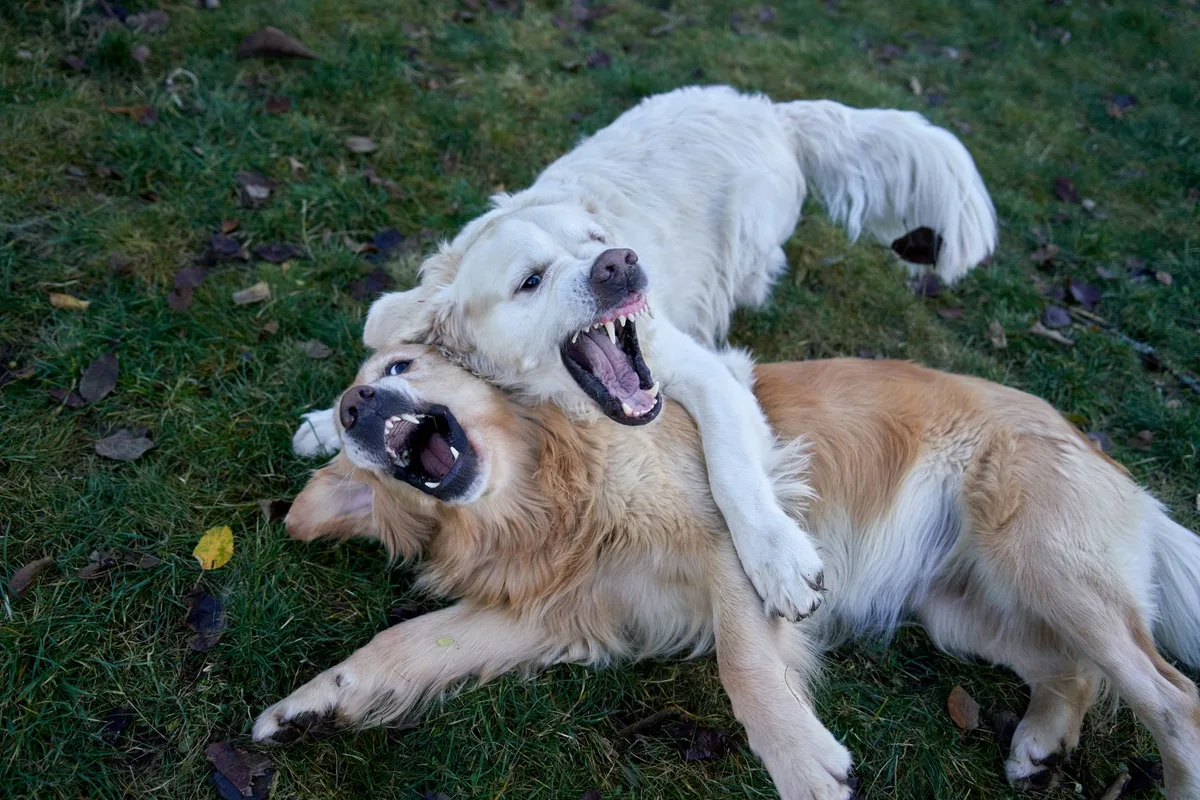 Two playful golden retrievers roughhousing on lush grass in an Oslo park.
