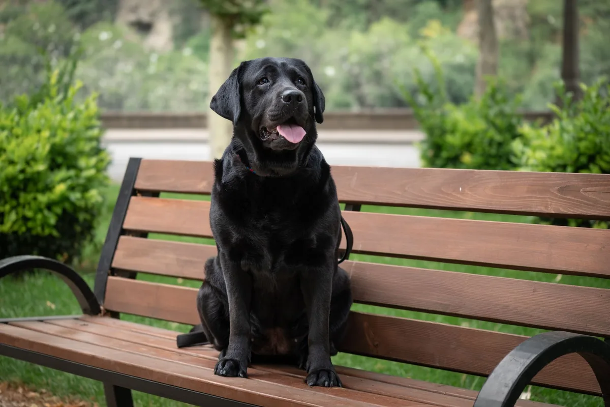 A charming black Labrador sits on a wooden bench in a lush Tbilisi park.