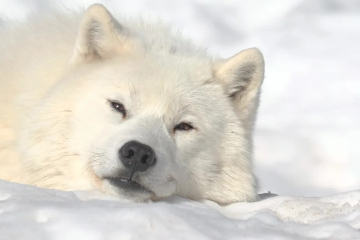 a white polar bear laying in the snow