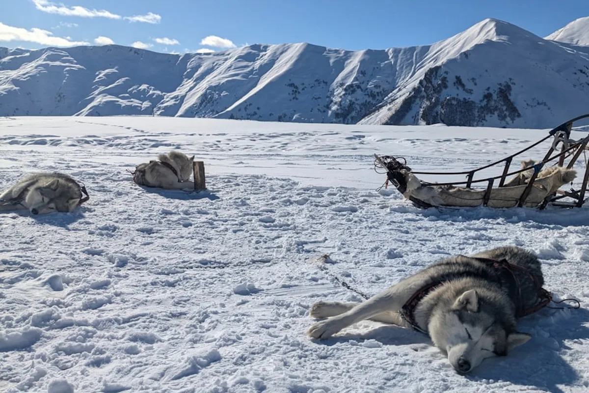 A dog laying in the snow next to a bench