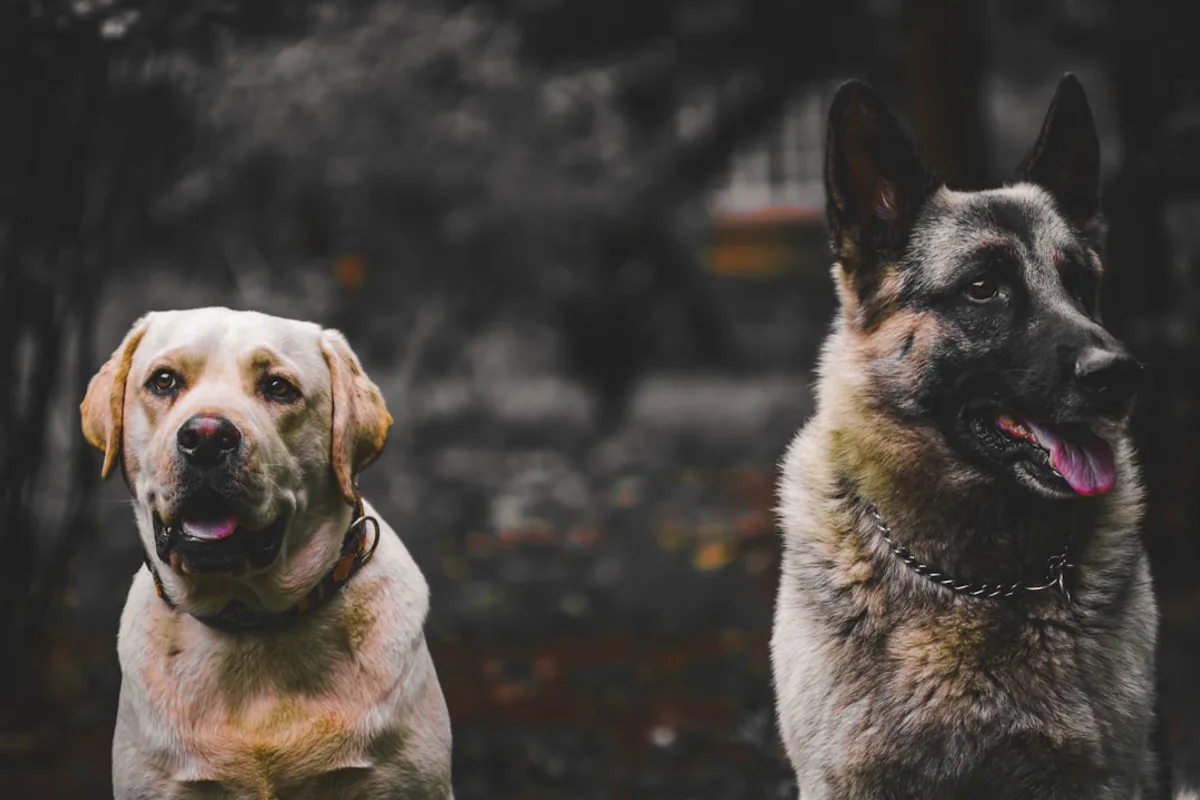 a couple of dogs looking at the camera