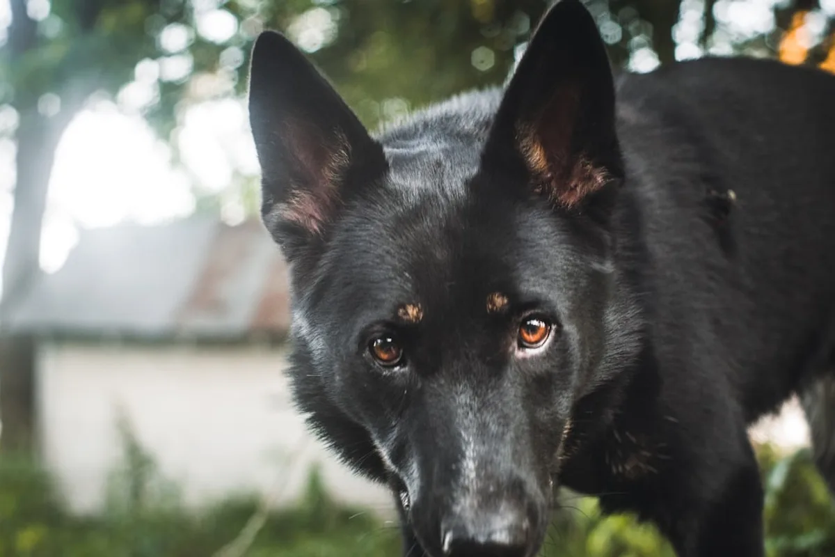 a black dog with brown eyes