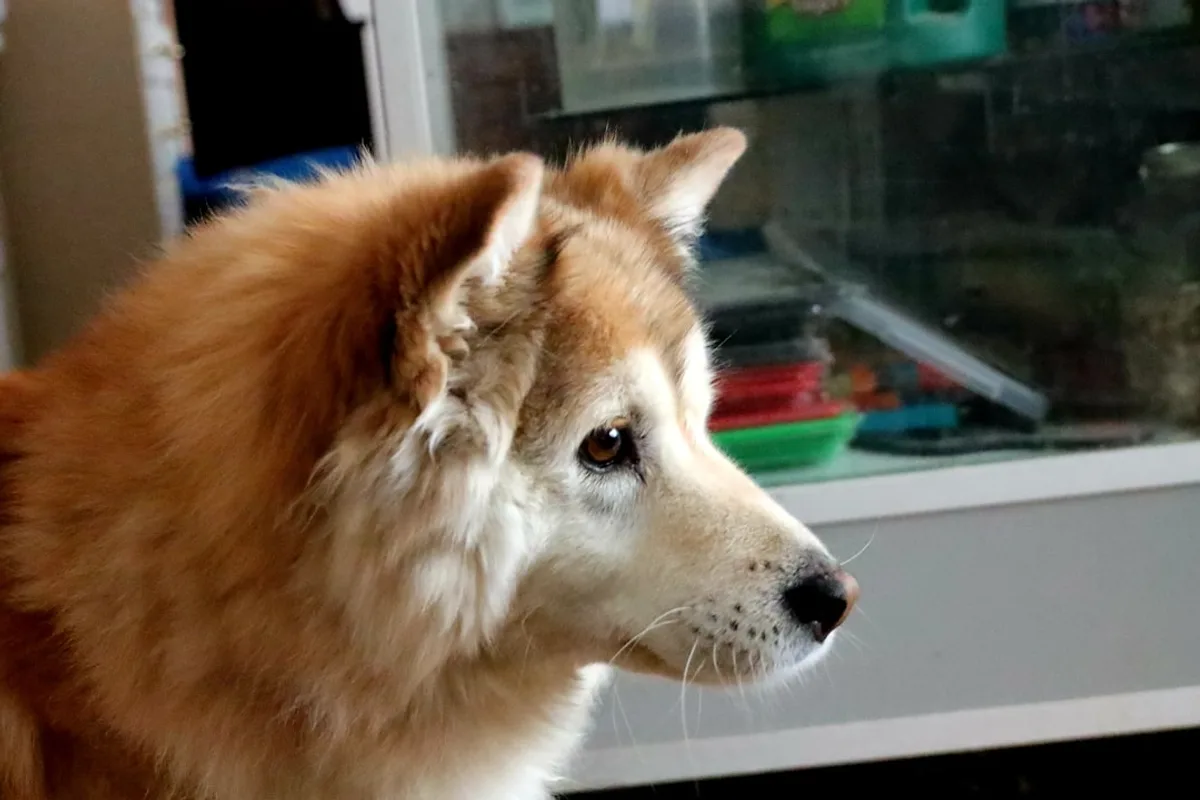 A fluffy dog with brown and white fur looks away.