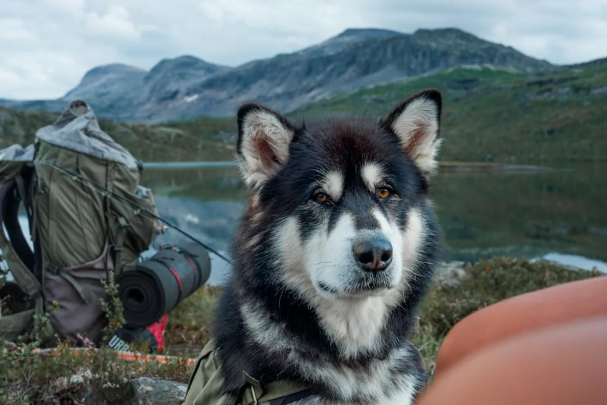 A black and white dog sitting on top of a grass covered field
