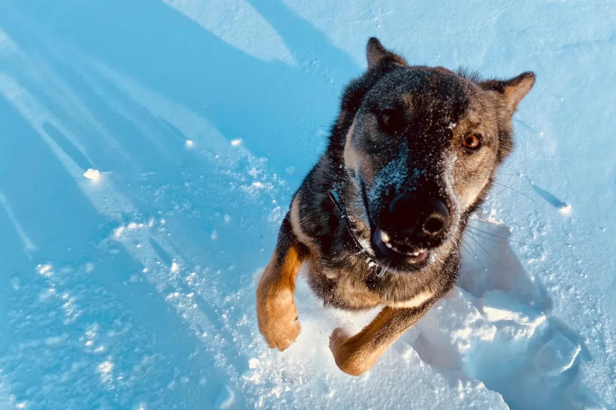 black and tan german shepherd on snow covered ground during daytime
