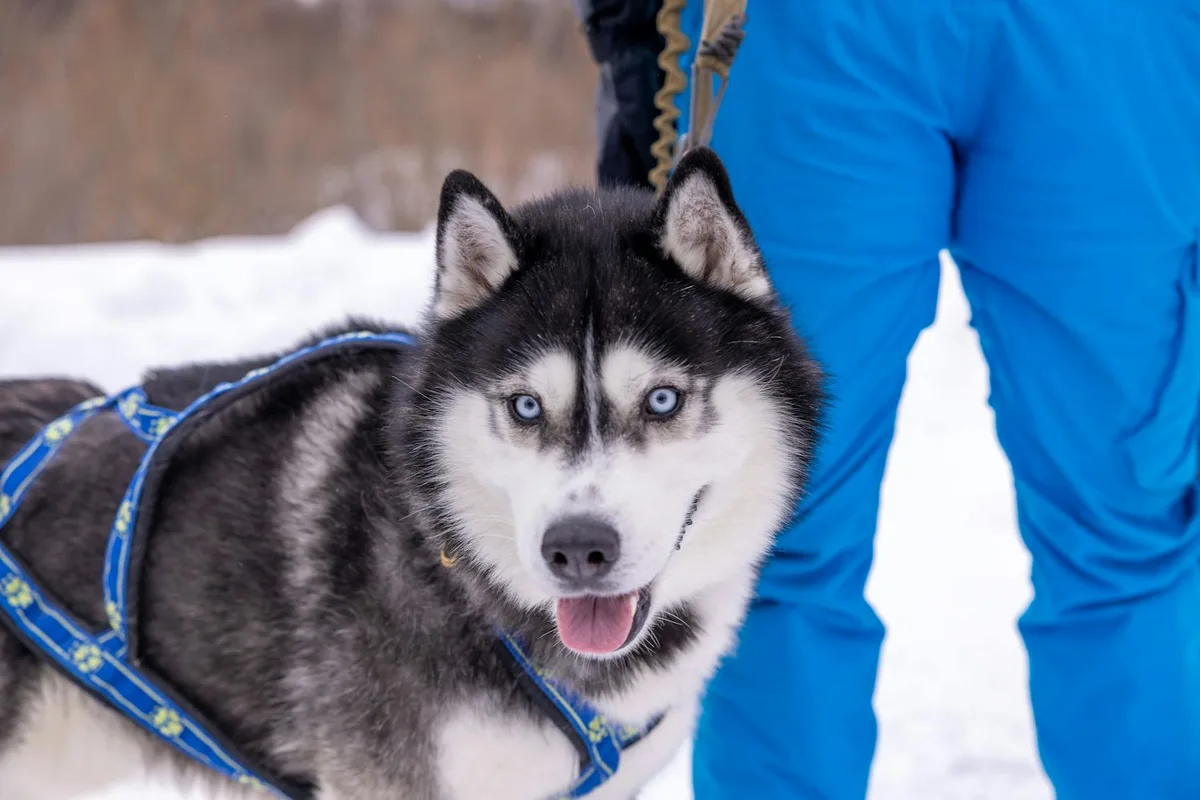 A playful Siberian Husky with bright blue eyes in winter snow, wearing a harness.