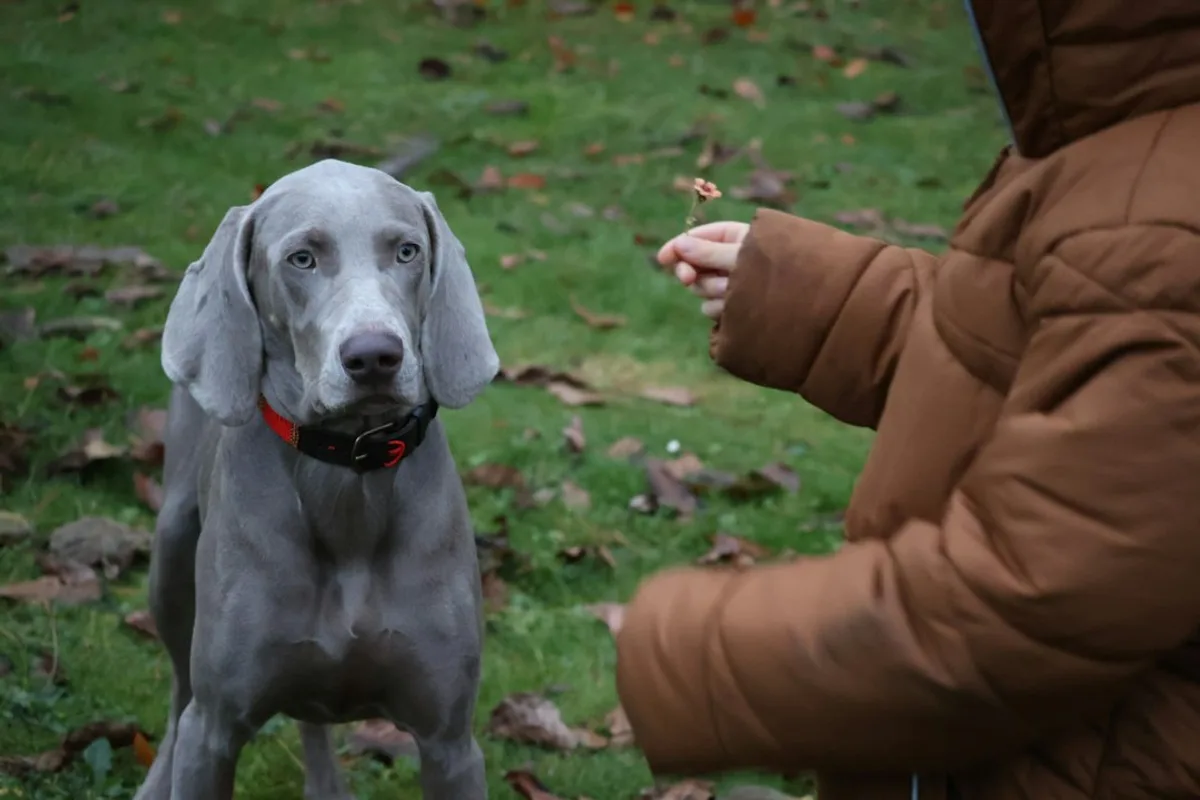 a person feeding a dog a piece of food