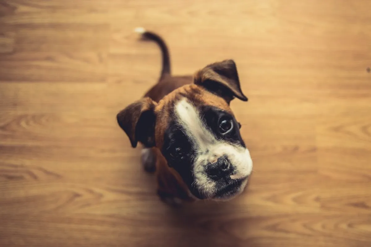 brown puppy looking upward