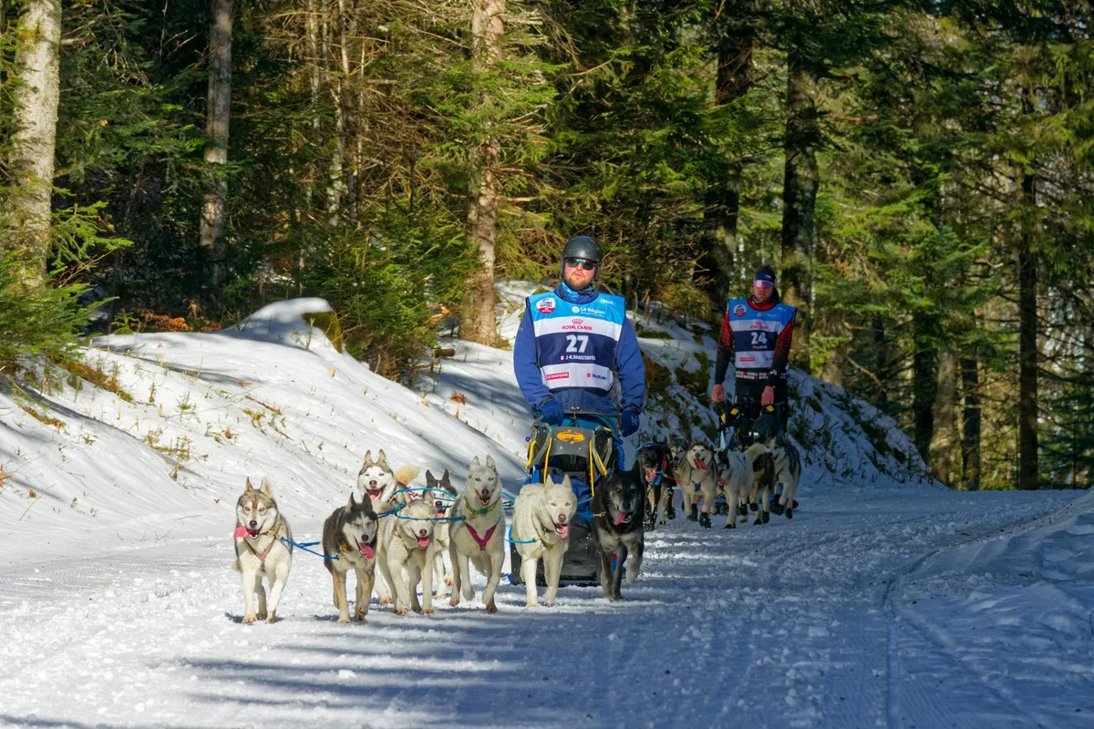 Exciting dog sledding race through snowy forest with athletic participants.