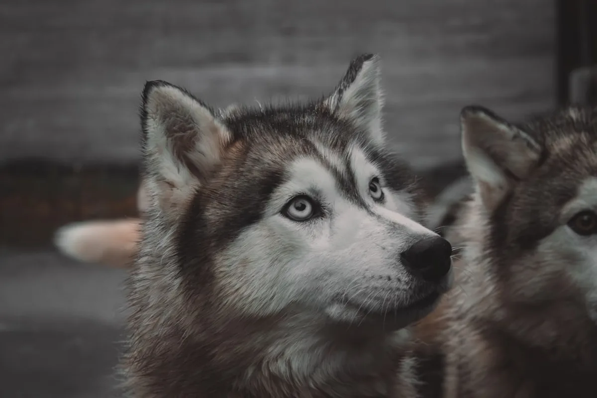 Two husky dogs with striking blue eyes