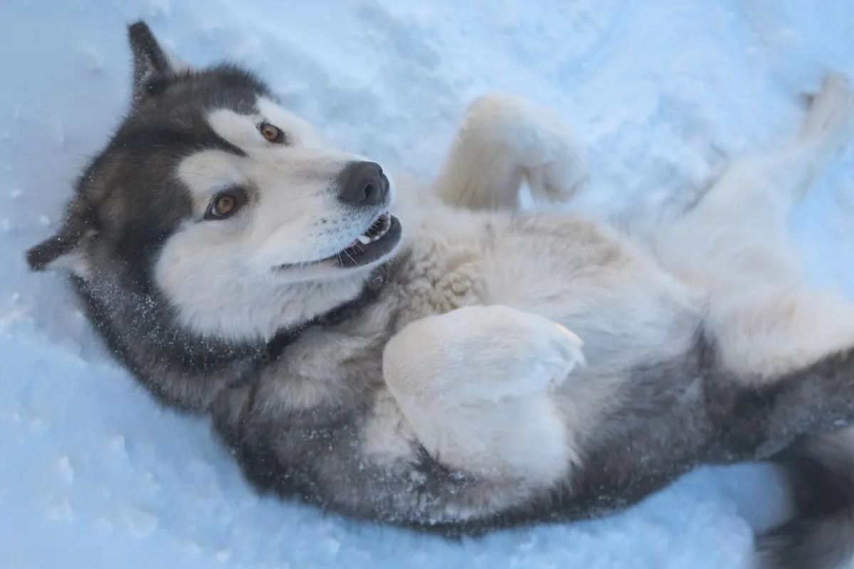 A husky dog rolling around in the snow